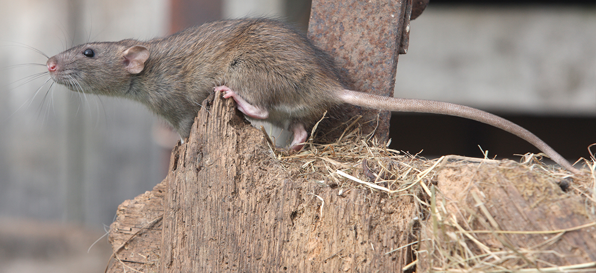 Rodent controlf eature articles for Pest professionals